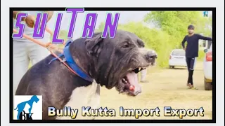 S U L T A N || THE BEAST ||7+ Dogs ||Bully Kutta Import Export||