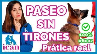 Cómo enseñar a un perro A PASEAR Y NO TIRAR DE LA CORREA (Práctica real) | Adiestramiento Canino