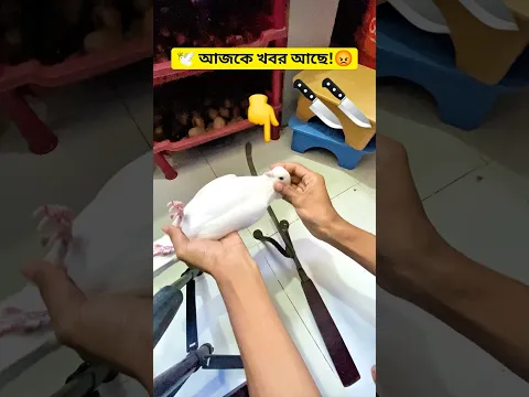 রান্না করতে গিয়ে যা হলো..! 🕊️🤣 #kabutar #কবুতর #birds #funny #comedy #viralvideo #shorts #trending
