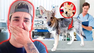 TUVE QUE LLEVAR A MI LOBA AL VETERINARIO PARA VER SI ESTA EMBARAZADA!!