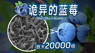 打个赌，你说不出第二种蓝色的水果 #冷知识 #科普