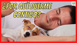¿ POR QUÉ TU PERRO DUERME CONTIGO? 💞 6 MOTIVOS QUE TE ENCANTARÁN