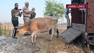 Kathua police foils bovine smuggling bid; rescues 19 animals