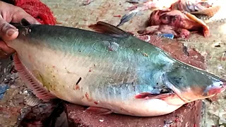 Live Amazing New Style Cutting | Big Pangas Fish Cutting in Bangladesh Fish Market