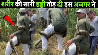 शरीर की सारी हड्डी तोड़ डाली इस अजगर साँप ने ख़ौफनाक मंजर  कैमरे में हुआ कैद !