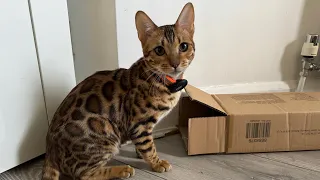 Funny cat