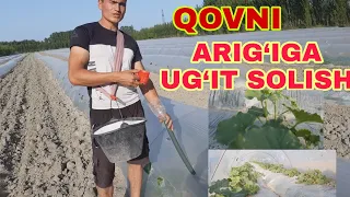 #QOVUNDI# ARIG'IGA# UG'IT #SOLISH JARAYONI           # QANDAY UG'IT SOLINISHINI# KURSATIB #UTAMIZ