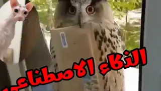 قطط وحيوانات بتتكلم مسخرة #قطط #خدلك_ضحكه_مع_اسامه #كوميدي #حيوانات مضحكه #ضحك #مضحك #كوميديا #قرش