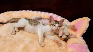 Tiểu sử về 2 con mèo! tên Ngầu và Khè