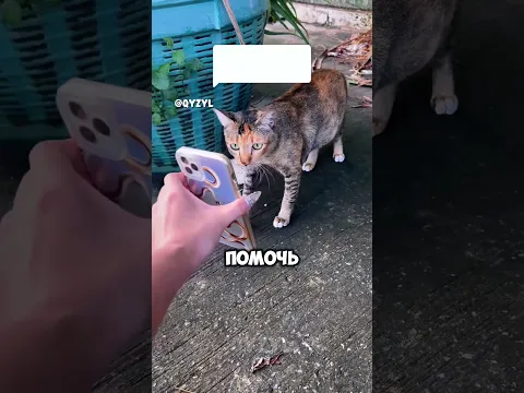 Она показала фото своей кошки котам — и случилось чудо