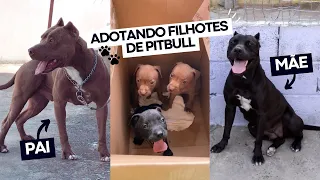 Adotei filhote de Pitbull | O dia que fui adotado | Filhotes de Pitbull | Iron Pitbull