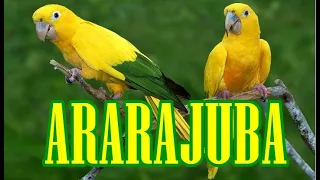 ARARAJUBA - Zoo Quinzinho de Barros - Sorocaba
