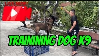 Traing dog k9 live