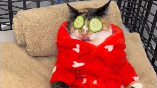 SPA DAY ASMR WITH MY ONE EYED CAT 😅