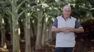 ¿Como producir plátano extradenso en Cuba?