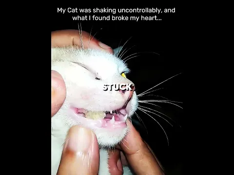 The Cat didn't Care for it's Own Life and Saved it's Owner #shorts #animals