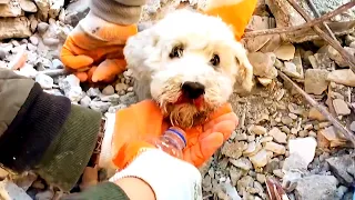 Rescue dog 🐶 Earthquake turkey 🇹🇷 after 2 days 🐾