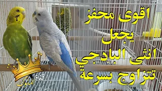 صوت تهييج طيور البادجي يجعل انثى البادجي تستعد للتزاوج مجرب