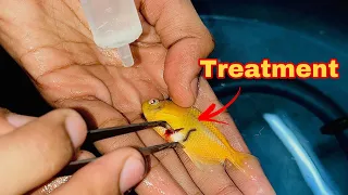 Removing Parasite From My Fishes || कीड़ों ने मछली पर हमला कर दिया