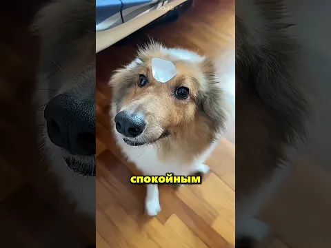 Вот как эти собаки отреагировали на замёрзшую воду 😂