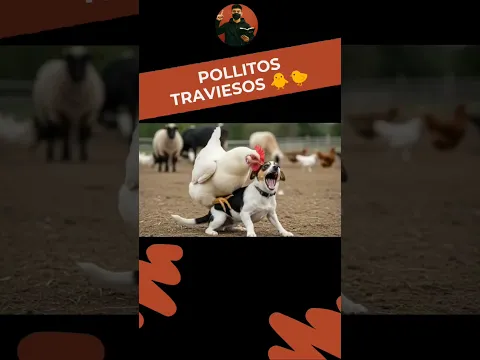 Pollitos Traviesos 🐥🐤