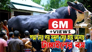 এবার ২০২২ এর ১৫০০ কেজি নাটোরের কালা তুফান। বিস্তারিত জেনে নিন এই বিশালদেহী | biggest cow in nator