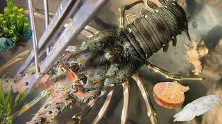 Diving to catch crabs, lobsters, shrimps, octopus, seafood - Relaxing under the sea - December 13