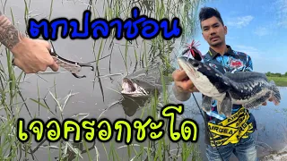ตกปลาช่อน เจอครอกชะโด