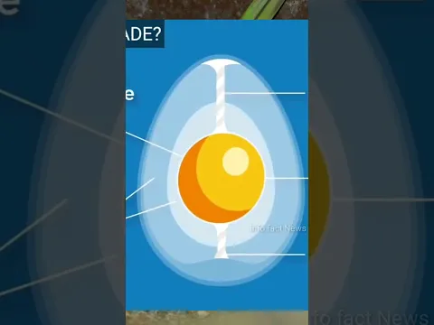 Birds अपने Egg को क्यों फेंक देती हैं ?🤯🤔 By info fact News