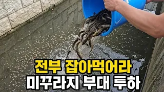 부산 수로에 모기 유충이 바글바글 미꾸라지 부대 투하!!