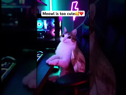 Would you play this game? #viral #cat #cute