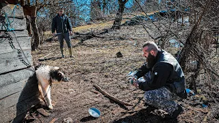 Dieser Hund hat 14 Tage nichts gegessen!