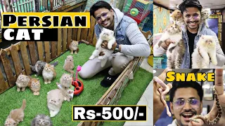 Pet Shop in Hyderabad | 😍🔥| MushiTube lifestyle