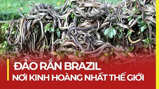 ĐẢO RẮN BRAZIL - ĐỊA ĐIỂM KINH HOÀNG NHẤT THẾ GIỚI