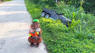 Uh Oh! CUTIS and Baby Monkey Face Trouble When the Supercar Breaks Down 😂