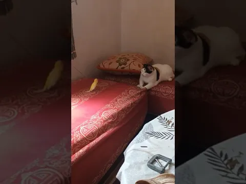 ذكر كناري هائج ع القطة 😄#كناري # حسون # بادجي