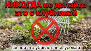 Не делайте это с клубникой весной — потеряете половину урожая
