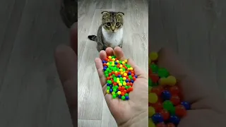 Funny Cat Barsik Beads 📿🌈 Satisfying Reverse Video