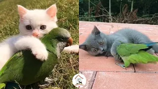 😺🐦😍 EPS6 Awww, So Sweet Kittens Playing With Birds Cutest Kitty Cats Video Compilation 2022