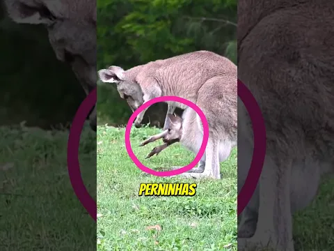 Olha o que acontece quando o bebê CANGURU fica GRANDE DEMAIS! 😱