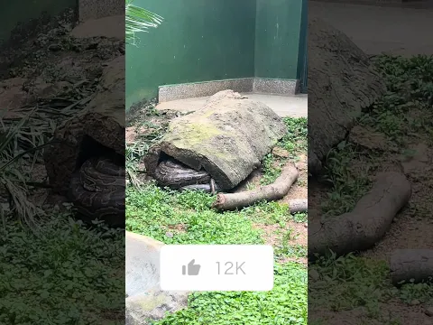 This burmese python serpent has aspecial house #disney #wildlife#viralshort #viralvideo#viralshorts