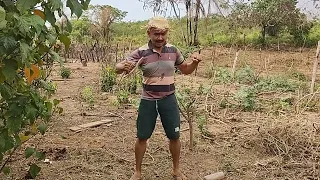 a comadre descobriu o pé de manga do compadre