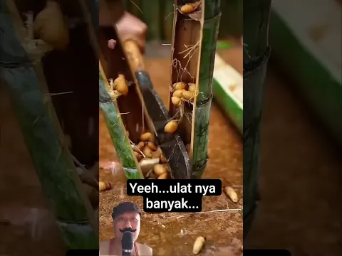 Wah Bambunya Banyak Ulat