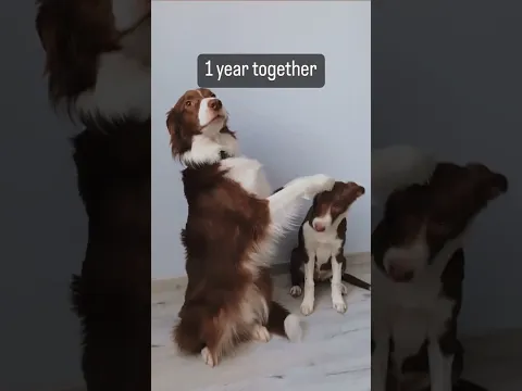 Let’s remember the first year #bordercollie #dog #tricks #puppy #cutedog