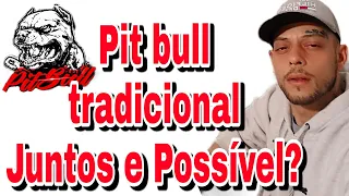 PIT BULL TRADICIONAL CONVIVE JUNTO COM OUTRO CACHORRO ? #canalpitgameness #pitbulldog #apbtlove