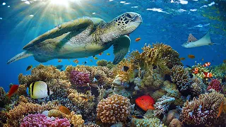 11HRS Stunning 4K Underwater footage + Music: RAINBOW REEF 2 - Rare & Colorful Sea Life Ambient Film