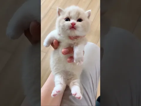 Cutest Animal Babies Ever! 😍
