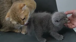 CATS you will remember and LAUGH all day | On Top