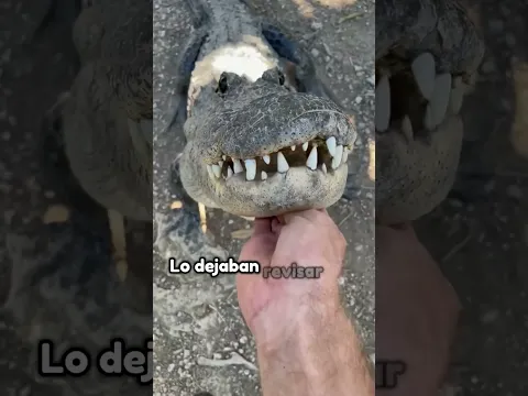 Un grupo de cocodrilos tan leales y cariñosos como los perros #animales #shorts
