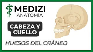 Anatomía de Cabeza y Cuello - Huesos de la cabeza (Cráneo)
